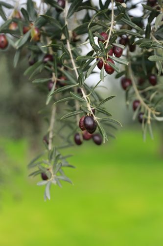 zeytin ağacı